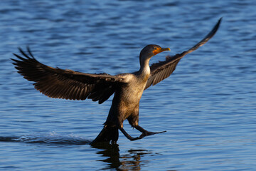 Close-up of a Double-crested cormorant landing in beautiful light, seen in the wild in North...