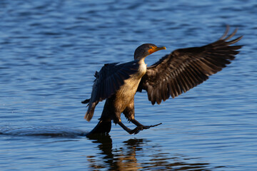 Close-up of a Double-crested cormorant landing in beautiful light, seen in the wild in North California