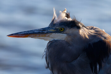 Extreme close-up of a great blue heron, seen in the wild in a North California marsh