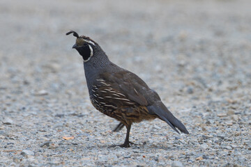 Close view of a male California quail, seen in the wild in North California
