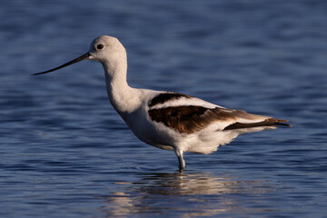 American avocet in water with reflections, seen in the wild in a North California marsh 