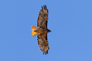 Extremely close view of a red-tailed hawk flying, seen in the wild in  North California