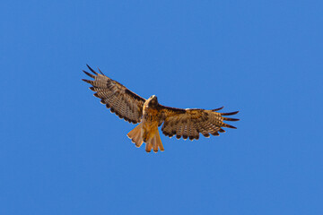 Extremely close view of a red-tailed hawk flying, seen in the wild in  North California