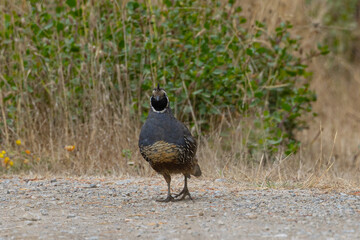 Male California quail, seen in the wild in North California