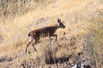Very young black-tailed deer, seen in the wild in North California
