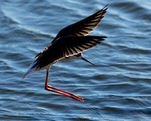 Extremely close view of a black-necked stilt landing in beautiful light, seen in a North California marsh
