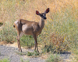 Very young black-tailed deer, seen in the wild in North California
