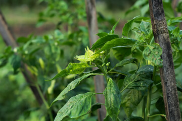 Photo of cayenne pepper plants affected by the gemini virus or Begomovirus virus. Leaves are yellow.