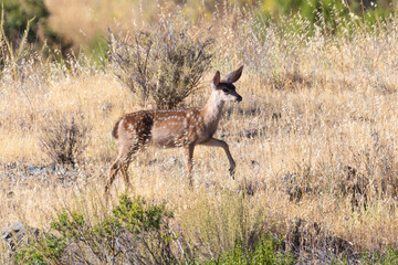 Very young black-tailed deer, seen in the wild in North California
