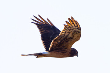 Close view of a female Northern harrier flying, seen in the wild in North California