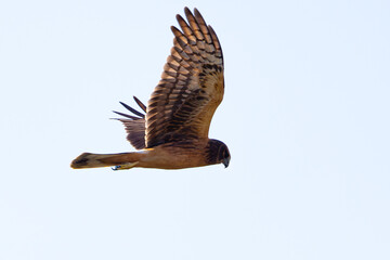 Close view of a female Northern harrier flying, seen in the wild in North California