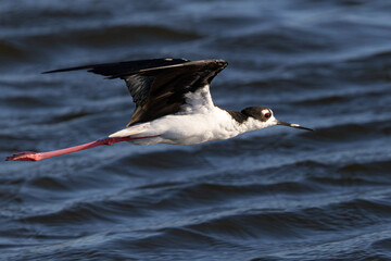Extremely close view of a black-necked stilt flying in beautiful light, seen in a North California marsh