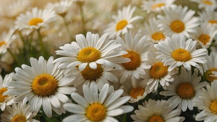 Fototapeta premium Vibrant Daisies with Yellow Centers and White Petals