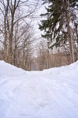White snow on the ground and dry forest in winter season of sapporo japan travel destination.