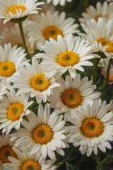 Obraz premium Close-Up of Daffodils with Yellow Centers and Pale Petals