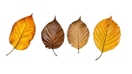 autumn leaves isolated, transparent, png, background
