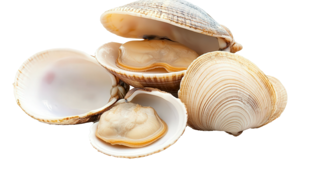 clams shells isolated, transparent, png, background