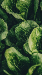 Obraz premium Close up of vibrant green lettuce leaves, showcasing realistic agriculture