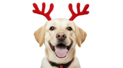 dog wearing red reindeer antlers, isolated, transparent, png, background