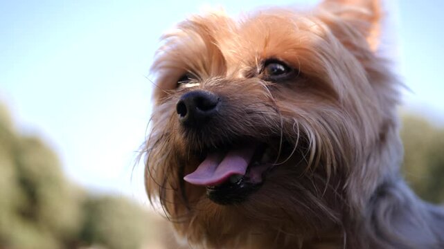 Happy Yorkshire Terrier dog panting after playing with his ball at the park. Close up of face from below. Slow motion.