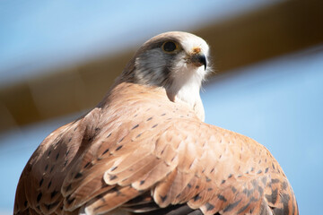 the nankeen kestrel is opening his wings