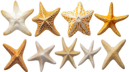 various starfish, isolated, transparent, png, background