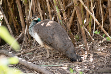 this is a side view of a peahen