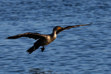 Close-up of a Double-crested cormorant landing in beautiful light, seen in the wild in North California