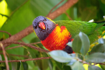 the lorikeet is perched in a tree
