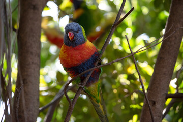 the rainbow lorikeet is perched in a tree