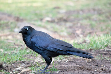 the Australian raven is a black bird with white eyes and grey feet and beak