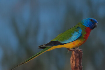 this is a side view of a scarlet chested parrot