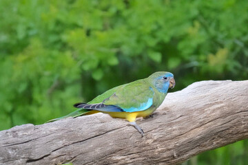 the scarlet chested parrot is perched on a log