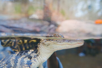 baby alligator rest in water
