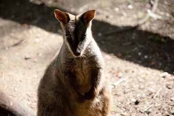 Naklejka premium The southern Brush-tailed Rock-wallaby has a characteristic, long, dark tail that is bushier towards the tip.