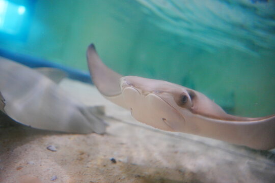 stingray fish show a beautiful smile face
