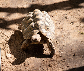 A turtle is a reptile that has a shell covering its body. Turtles are known for moving very slowly.