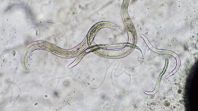 microorganisms and soil biology, with nematodes and fungi under the microscope.	
