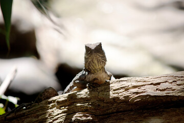 the water dragon is climbing up a log