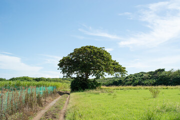 Fototapeta premium trees in the field