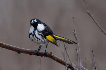 the white cheeked honeyeater is perched on a branch