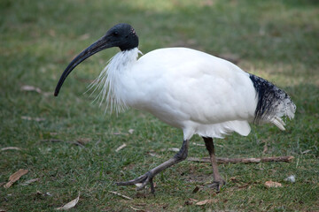 The Australian White Ibis is characterised by having predominantly white plumage with a featherless black head, neck, and legs. Its bill is also black, long and down curved.