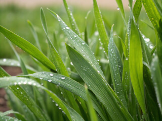 Obraz premium dew on grass. grass, water, dew, leaf, nature, plant, drop, rain, drops, leaves, macro, wet, spring, summer, garden, growth, fresh, close-up, flora, meadow, green, herb, morning, droplets, raindrop