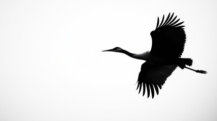 Silhouette of a Crane in Flight