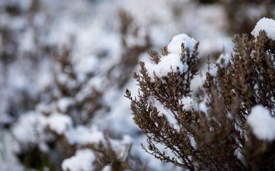 Plants and things covered in frost light snow