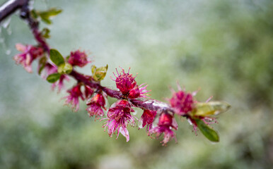 Fruit blossom flowers covered in ice frozen petals Central Otago New Zealand