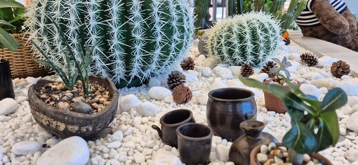 cactus in a pot