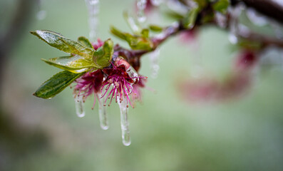 Fruit blossom flowers covered in ice frozen petals Central Otago New Zealand