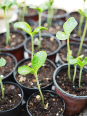 young plant sprout of plant growing up and ready for plantation