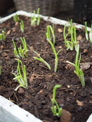 young plant sprout of plant growing up and ready for plantation